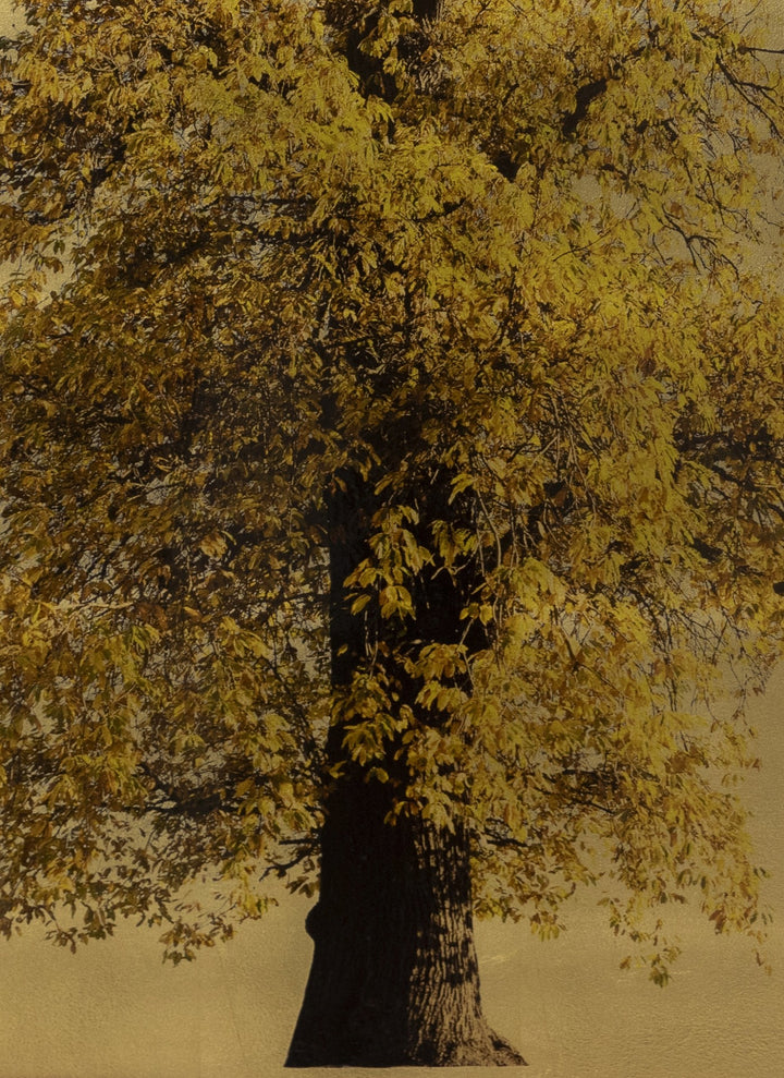 Robert Pereira Hind’s Castanea Sativa In Excelsis, a striking mixed media artwork depicting a majestic sweet chestnut tree in full golden autumn foliage, surrounded by small black birds in flight. Set against a luminous gold-leaf background, the composition balances natural beauty with refined minimalism. Created using acrylic paint and organic photographic pigment on a gilded wooden panel, finished with shellac and art glazes. The gold surface will naturally oxidise over time, creating a rich patina.