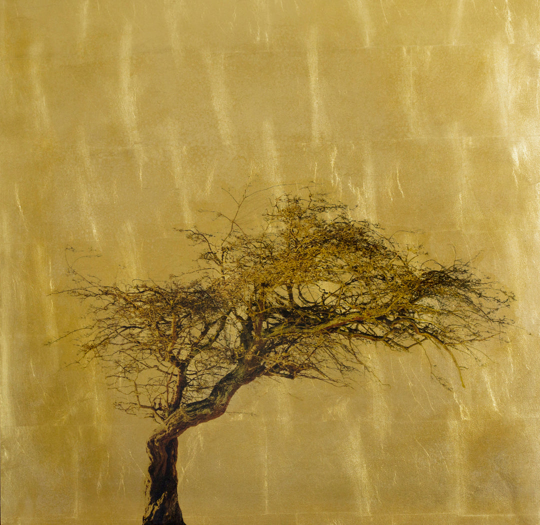 Robert Pereira Hind’s Crataegus Oxyacantha, a striking mixed media artwork featuring a solitary hawthorn tree with twisted trunk and delicate bare branches, set against a luminous gold-leaf background. The gilded surface creates a warm, reflective glow, contrasting with the organic form of the tree. Created using acrylic paint and organic photographic pigment on a gilded wooden panel, finished with shellac and art glazes. Over time, the gold leaf will gently oxidise, developing a rich patina character.