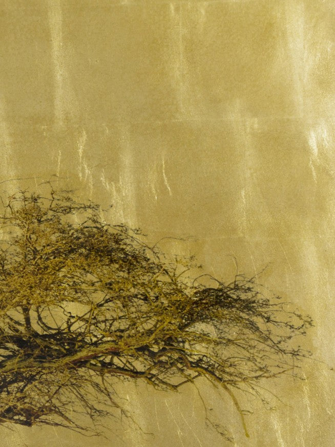 Robert Pereira Hind’s Crataegus Oxyacantha, a striking mixed media artwork featuring a solitary hawthorn tree with twisted trunk and delicate bare branches, set against a luminous gold-leaf background. The gilded surface creates a warm, reflective glow, contrasting with the organic form of the tree. Created using acrylic paint and organic photographic pigment on a gilded wooden panel, finished with shellac and art glazes. Over time, the gold leaf will gently oxidise, developing a rich patina character.