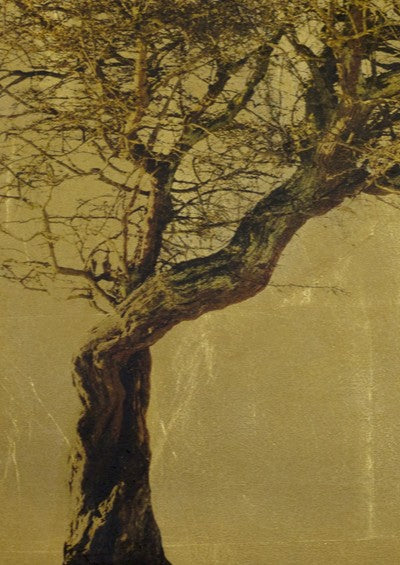Robert Pereira Hind’s Crataegus Oxyacantha, a striking mixed media artwork featuring a solitary hawthorn tree with twisted trunk and delicate bare branches, set against a luminous gold-leaf background. The gilded surface creates a warm, reflective glow, contrasting with the organic form of the tree. Created using acrylic paint and organic photographic pigment on a gilded wooden panel, finished with shellac and art glazes. Over time, the gold leaf will gently oxidise, developing a rich patina character.