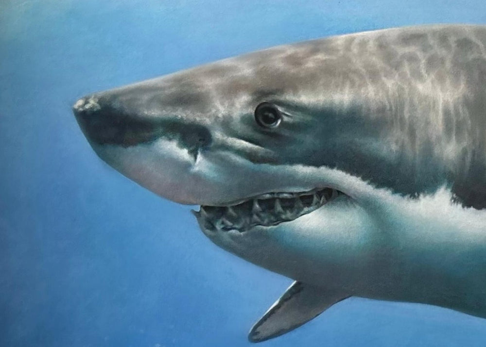 Great White, an original coloured pencil artwork on dark grey Pastelmat board, depicting a hyperrealistic great white shark seen through the curved lens of a diver’s mask, with vivid blue ocean depth, light reflections, and lifelike detailing.