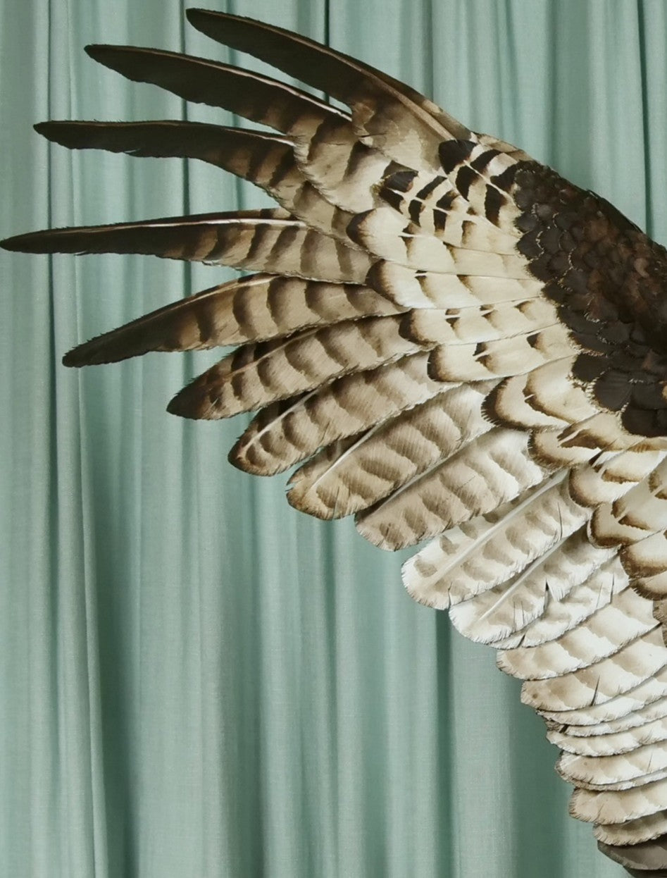A dramatic paper sculpture of an osprey mid-flight, wings fully extended, clutching a rainbow trout in its talons. Featuring hand-cut, painted feathers in rich browns, creams, and ochres, with a vivid yellow eye and bold red markings on the fish. Set on a sculpted base representing water, with a fine outline of Scotland etched into the resin.