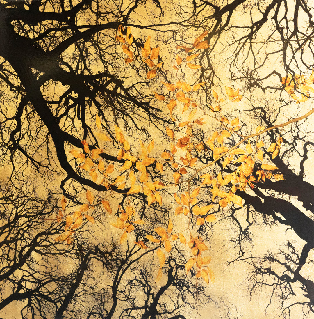 Robert Pereira Hind’s Dormiens Folia, a luminous mixed media artwork from the Out of Eden series, featuring an intricate canopy of bare black tree branches interlaced with golden autumn leaves. The composition is set against a shimmering gold-leaf background, creating a striking interplay of shadow, texture, and warm metallic glow. Crafted using acrylic paint and organic photographic pigment on a gilded wooden panel, finished with shellac and art glazes, this piece is designed to slowly oxidise over decades