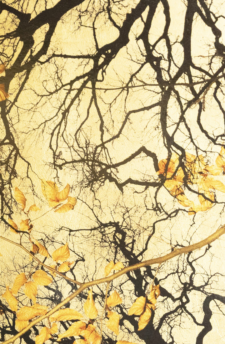 Robert Pereira Hind’s Dormiens Folia, a luminous mixed media artwork from the Out of Eden series, featuring an intricate canopy of bare black tree branches interlaced with golden autumn leaves. The composition is set against a shimmering gold-leaf background, creating a striking interplay of shadow, texture, and warm metallic glow. Crafted using acrylic paint and organic photographic pigment on a gilded wooden panel, finished with shellac and art glazes, this piece is designed to slowly oxidise over decades