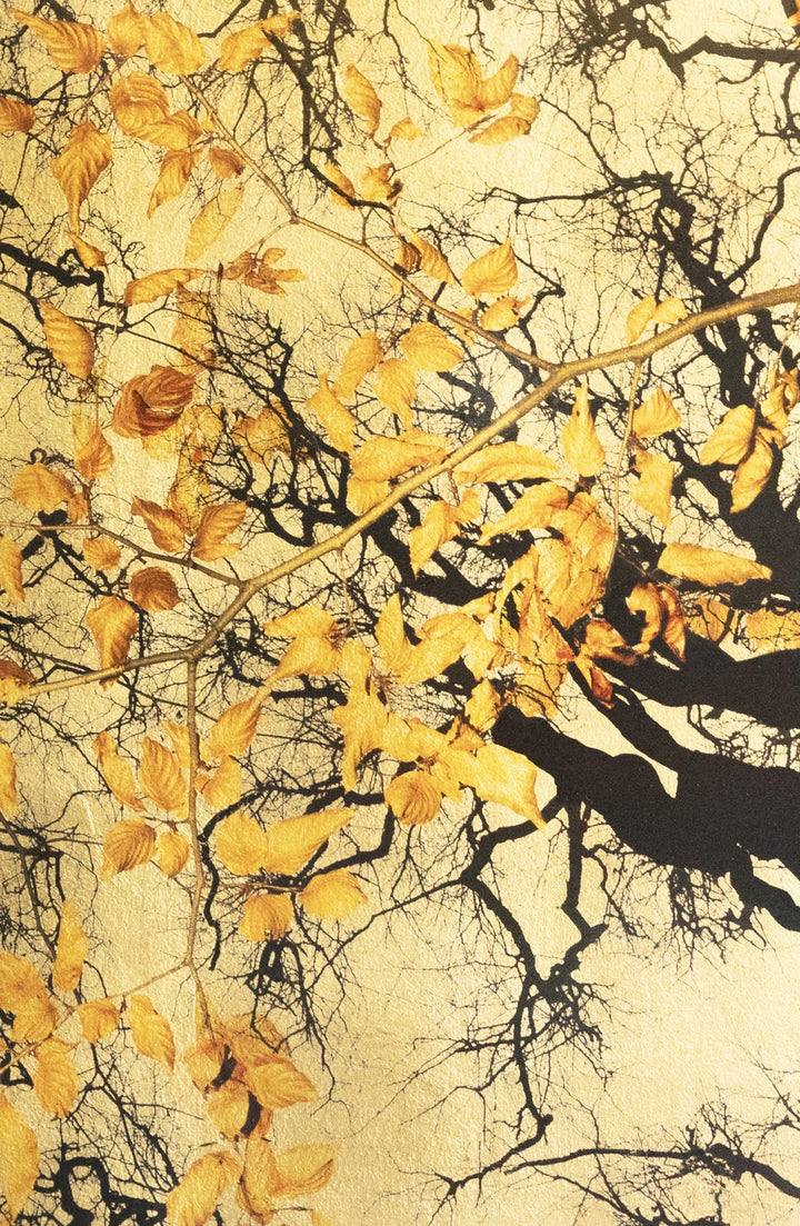 Robert Pereira Hind’s Dormiens Folia, a luminous mixed media artwork from the Out of Eden series, featuring an intricate canopy of bare black tree branches interlaced with golden autumn leaves. The composition is set against a shimmering gold-leaf background, creating a striking interplay of shadow, texture, and warm metallic glow. Crafted using acrylic paint and organic photographic pigment on a gilded wooden panel, finished with shellac and art glazes, this piece is designed to slowly oxidise over decades