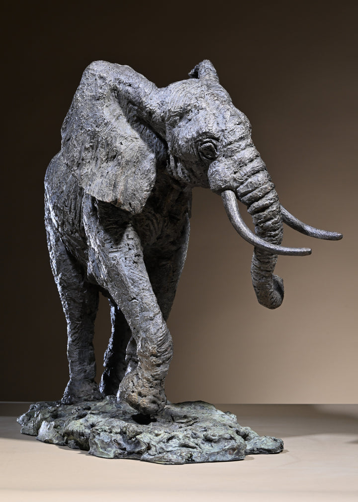 ‘Elephant Bull: Large’ by Hamish Mackie, a limited-edition bronze wildlife sculpture depicting a powerful African bull elephant stepping backwards with its head raised, trunk curled upwards, long curved tusks and tail lifted. Finished in dark grey bronze with richly textured skin and detailed muscular features, the sculpture captures the strength, intelligence and alert character of an African elephant standing on a rugged naturalistic base.