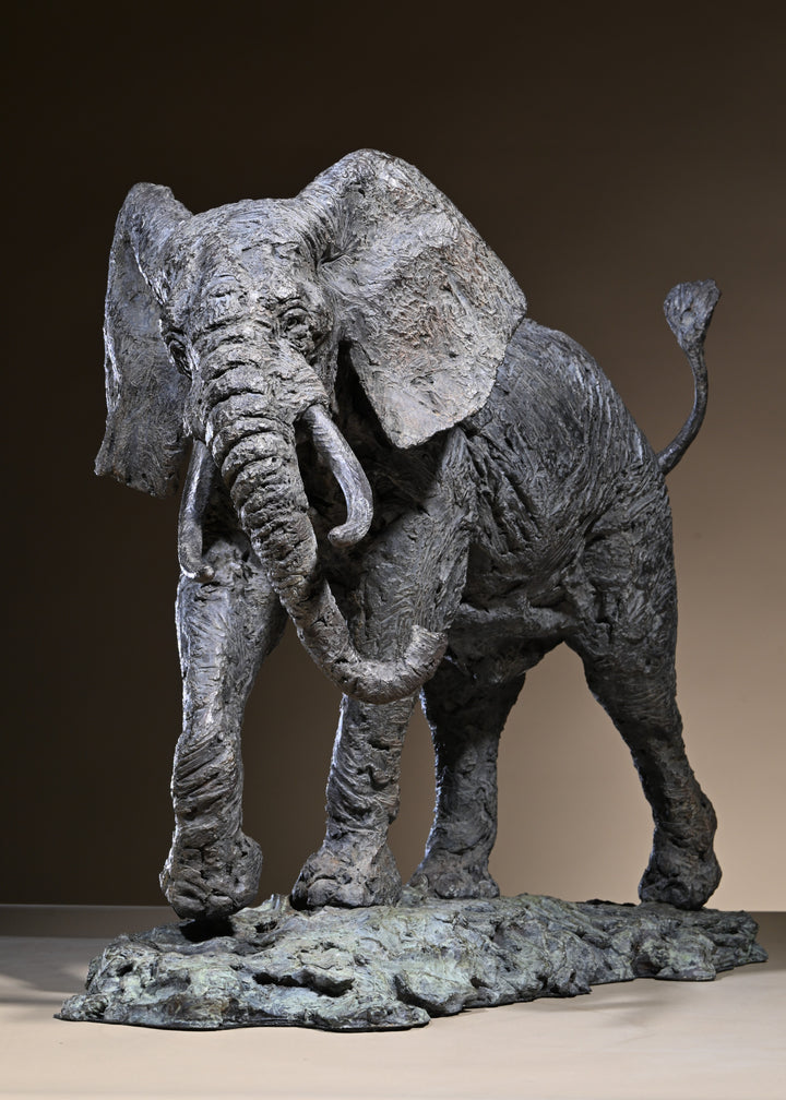 ‘Elephant Bull: Large’ by Hamish Mackie, a limited-edition bronze wildlife sculpture depicting a powerful African bull elephant stepping backwards with its head raised, trunk curled upwards, long curved tusks and tail lifted. Finished in dark grey bronze with richly textured skin and detailed muscular features, the sculpture captures the strength, intelligence and alert character of an African elephant standing on a rugged naturalistic base.