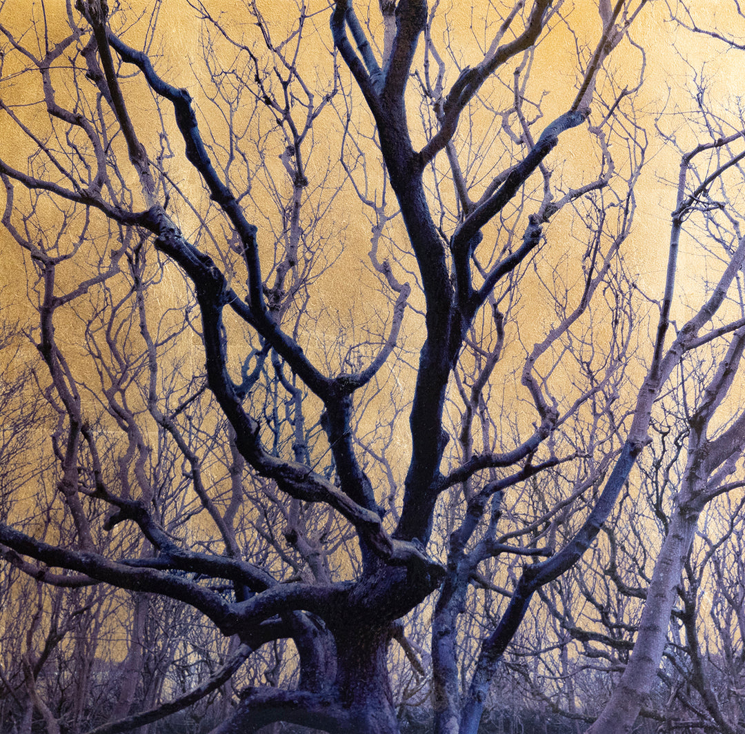 Robert Pereira Hind’s Fagus Sylvatica, a striking mixed media artwork from the Out of Eden series, depicting the dark, twisting branches of a beech tree silhouetted against a radiant gold-leaf background. The intricate network of bare limbs stretches upward, creating an almost calligraphic pattern across the shimmering metallic surface. Crafted with acrylic paint and organic photographic pigment on a gilded wooden panel, finished with shellac and art glazes, the piece is designed to slowly oxidise over time