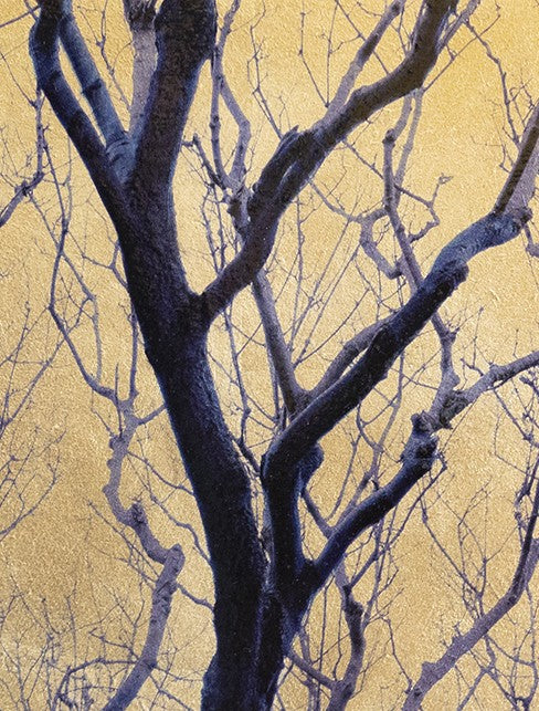 Robert Pereira Hind’s Fagus Sylvatica, a striking mixed media artwork from the Out of Eden series, depicting the dark, twisting branches of a beech tree silhouetted against a radiant gold-leaf background. The intricate network of bare limbs stretches upward, creating an almost calligraphic pattern across the shimmering metallic surface. Crafted with acrylic paint and organic photographic pigment on a gilded wooden panel, finished with shellac and art glazes, the piece is designed to slowly oxidise over time