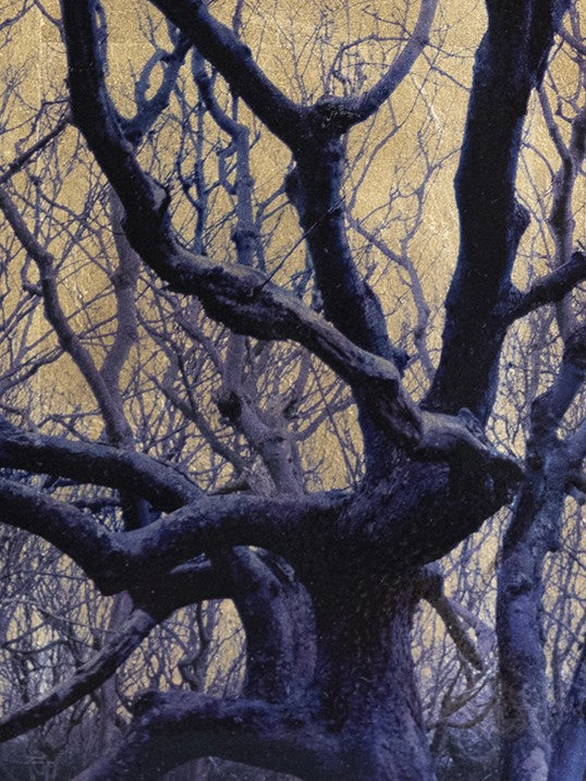 Robert Pereira Hind’s Fagus Sylvatica, a striking mixed media artwork from the Out of Eden series, depicting the dark, twisting branches of a beech tree silhouetted against a radiant gold-leaf background. The intricate network of bare limbs stretches upward, creating an almost calligraphic pattern across the shimmering metallic surface. Crafted with acrylic paint and organic photographic pigment on a gilded wooden panel, finished with shellac and art glazes, the piece is designed to slowly oxidise over time
