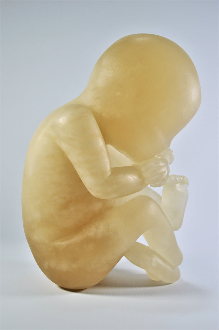 Deborah Harrison alabaster sculpture Foetus, one-off hand-carved work in translucent champagne alabaster, depicting a curled unborn child in the womb-like position, with soft organic form and warm golden glow, symbolising life, vulnerability, and spiritual beginnings.