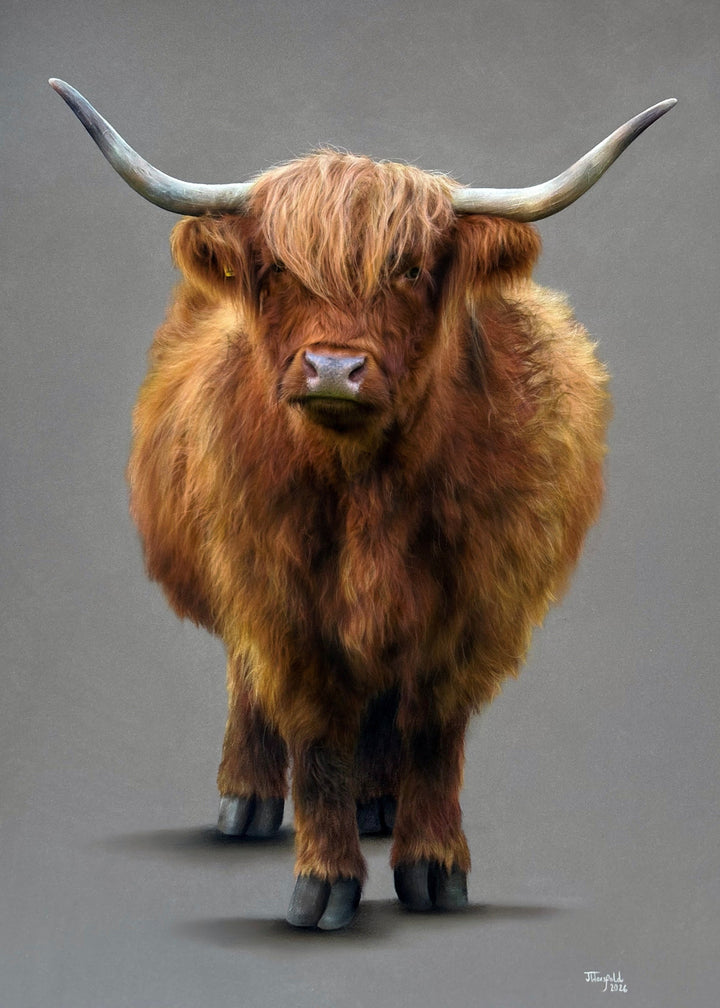 ‘Fraser’ Highland bull by Jemma Worsfold, hyper-realistic coloured pencil wall art featuring a front-facing Scottish Highland cow with rich auburn, brown and ginger coat, grey horns and neutral grey background