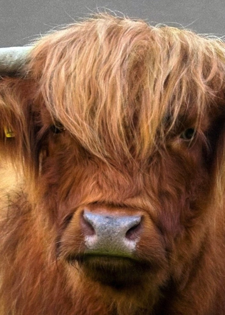 ‘Fraser’ Highland bull by Jemma Worsfold, hyper-realistic coloured pencil wall art featuring a front-facing Scottish Highland cow with rich auburn, brown and ginger coat, grey horns and neutral grey background