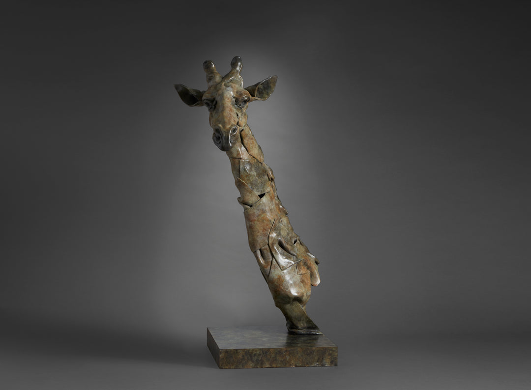 Limited edition bronze giraffe bust sculpture by Fred Gordon. The tall, elegant giraffe head and neck rise gracefully from a textured bronze base, capturing the animal’s gentle presence and watchful expression. With its elongated form, detailed features, and warm patina of earthy browns, greens, and golden highlights, the sculpture blends realism with contemporary abstraction. Signed and numbered, it reflects both artistry and reverence for wildlife.