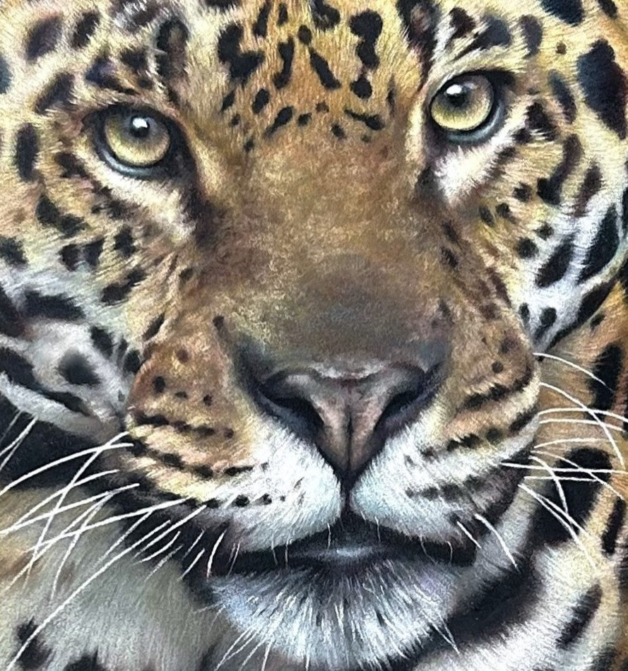 Realistic coloured pencil drawing of a walking jaguar on dark grey pastelmat board, showing intense gaze and detailed spotted fur with artist holding artwork.