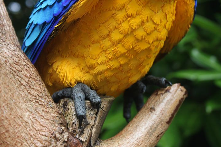 Two exquisitely lifelike macaw sculptures perched on a real wood branch — one in vivid scarlet red with blue and yellow accents, and the other in rich sky blue with golden yellow and green detailing — set against lush green foliage.