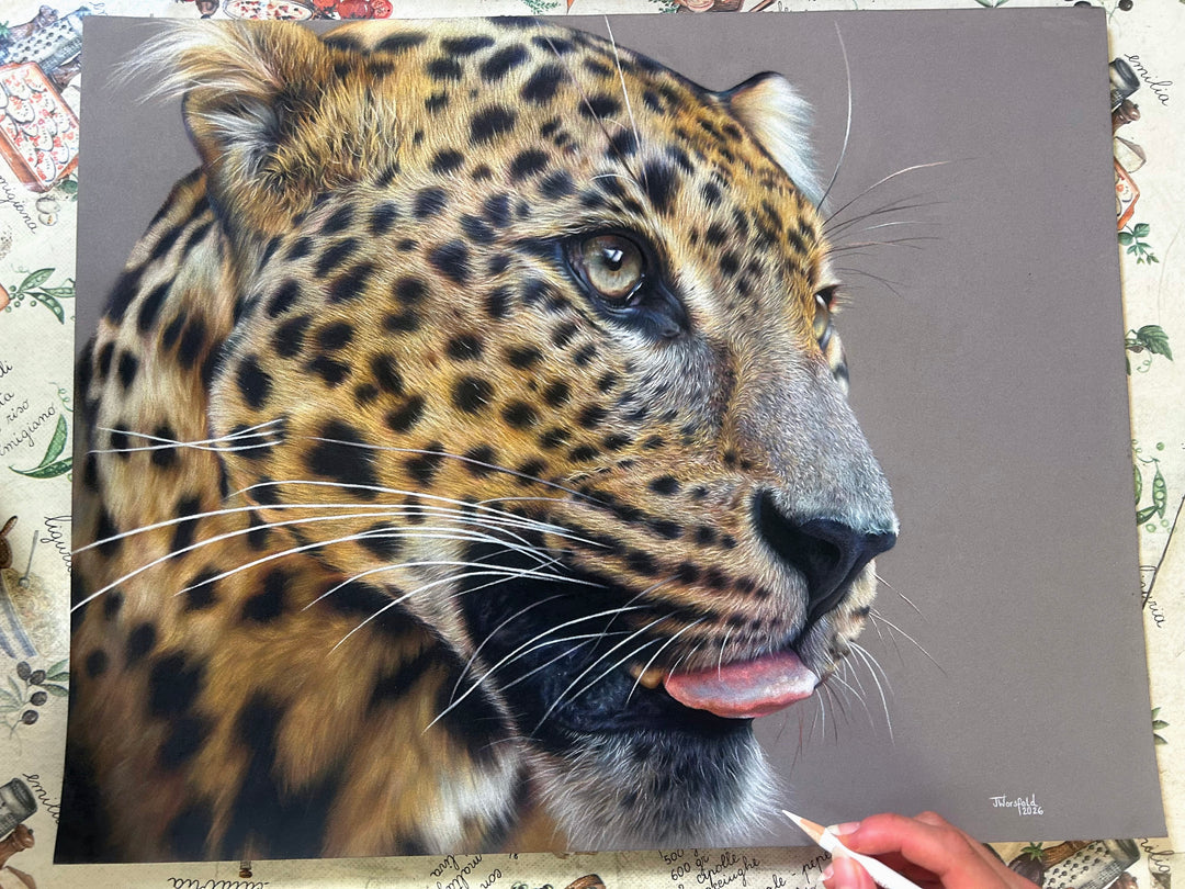 ‘Fixated’ by Jemma Worsfold, an original hyperrealistic coloured pencil wildlife portrait of Sariask, a Sri Lankan leopard, created using Faber Castell Polychromos and Derwent drawing pencils on dark grey Clairefontaine Pastelmat board. The close-up composition captures the leopard’s golden amber coat, detailed black spots, pale green-grey eyes, white whiskers and slightly open mouth with a pink tongue visible, set against a plain grey background.