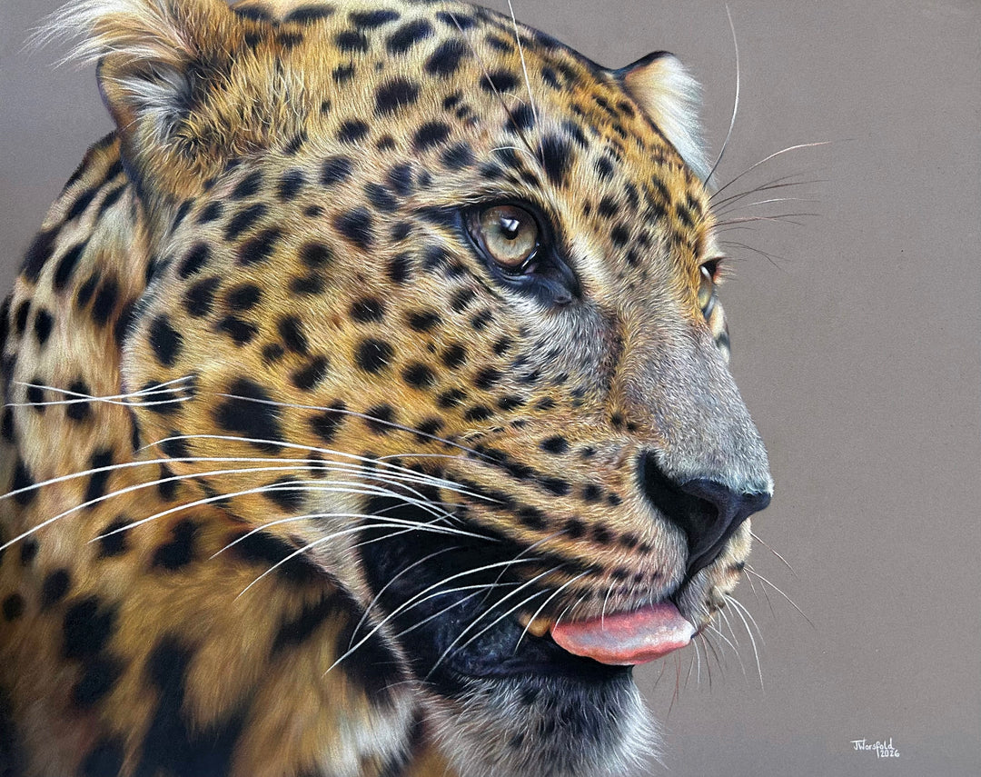 ‘Fixated’ by Jemma Worsfold, an original hyperrealistic coloured pencil wildlife portrait of Sariask, a Sri Lankan leopard, created using Faber Castell Polychromos and Derwent drawing pencils on dark grey Clairefontaine Pastelmat board. The close-up composition captures the leopard’s golden amber coat, detailed black spots, pale green-grey eyes, white whiskers and slightly open mouth with a pink tongue visible, set against a plain grey background.