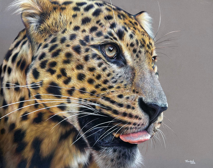 ‘Fixated’ by Jemma Worsfold, an original hyperrealistic coloured pencil wildlife portrait of Sariask, a Sri Lankan leopard, created using Faber Castell Polychromos and Derwent drawing pencils on dark grey Clairefontaine Pastelmat board. The close-up composition captures the leopard’s golden amber coat, detailed black spots, pale green-grey eyes, white whiskers and slightly open mouth with a pink tongue visible, set against a plain grey background.