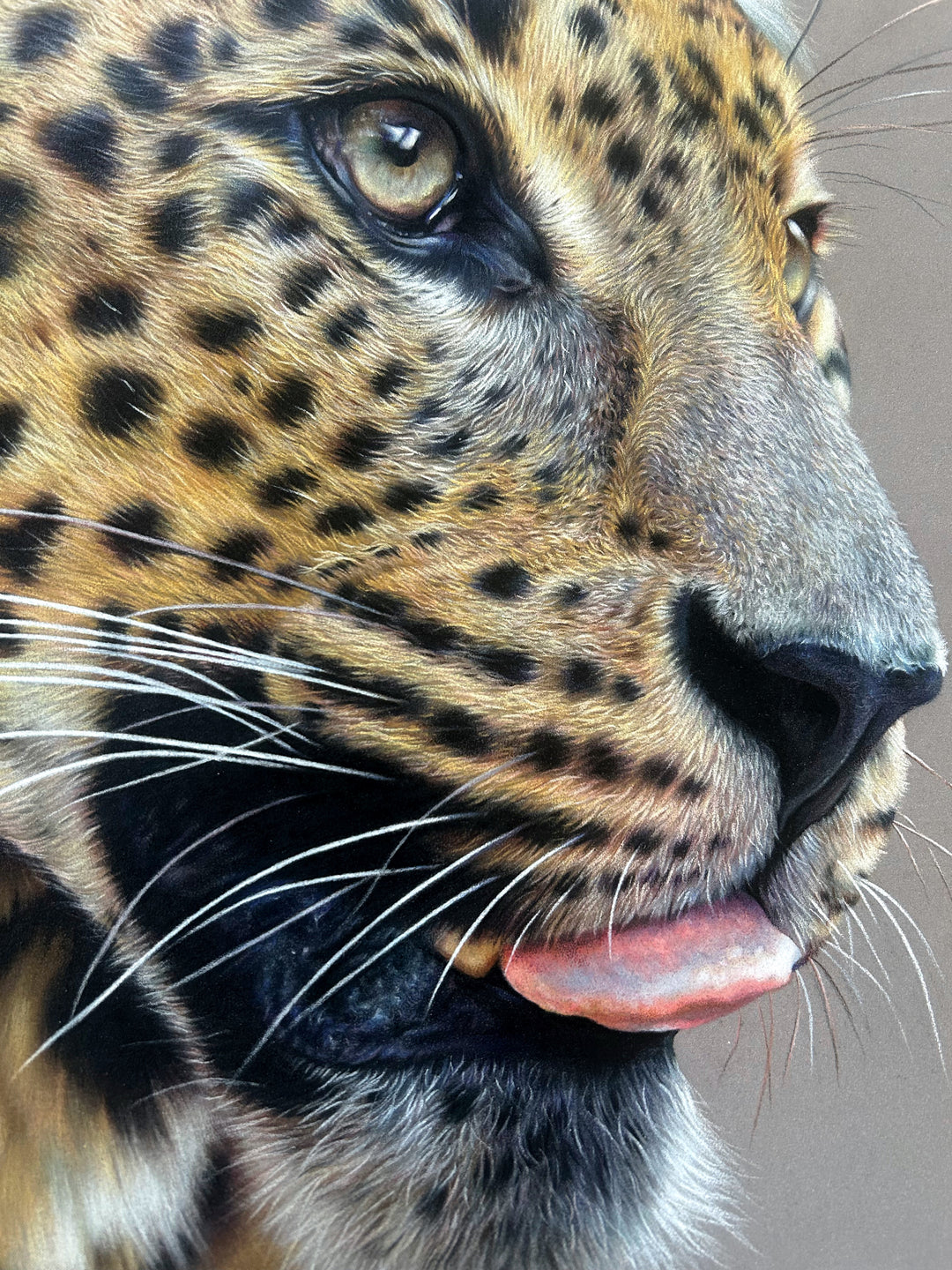 ‘Fixated’ by Jemma Worsfold, an original hyperrealistic coloured pencil wildlife portrait of Sariask, a Sri Lankan leopard, created using Faber Castell Polychromos and Derwent drawing pencils on dark grey Clairefontaine Pastelmat board. The close-up composition captures the leopard’s golden amber coat, detailed black spots, pale green-grey eyes, white whiskers and slightly open mouth with a pink tongue visible, set against a plain grey background.