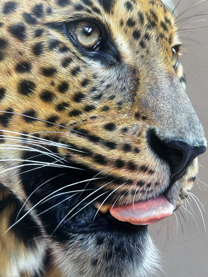 ‘Fixated’ by Jemma Worsfold, an original hyperrealistic coloured pencil wildlife portrait of Sariask, a Sri Lankan leopard, created using Faber Castell Polychromos and Derwent drawing pencils on dark grey Clairefontaine Pastelmat board. The close-up composition captures the leopard’s golden amber coat, detailed black spots, pale green-grey eyes, white whiskers and slightly open mouth with a pink tongue visible, set against a plain grey background.