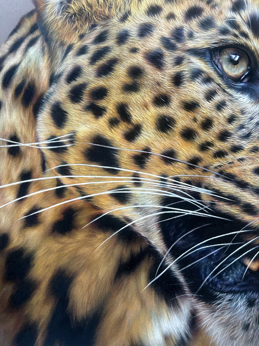 ‘Fixated’ by Jemma Worsfold, an original hyperrealistic coloured pencil wildlife portrait of Sariask, a Sri Lankan leopard, created using Faber Castell Polychromos and Derwent drawing pencils on dark grey Clairefontaine Pastelmat board. The close-up composition captures the leopard’s golden amber coat, detailed black spots, pale green-grey eyes, white whiskers and slightly open mouth with a pink tongue visible, set against a plain grey background.