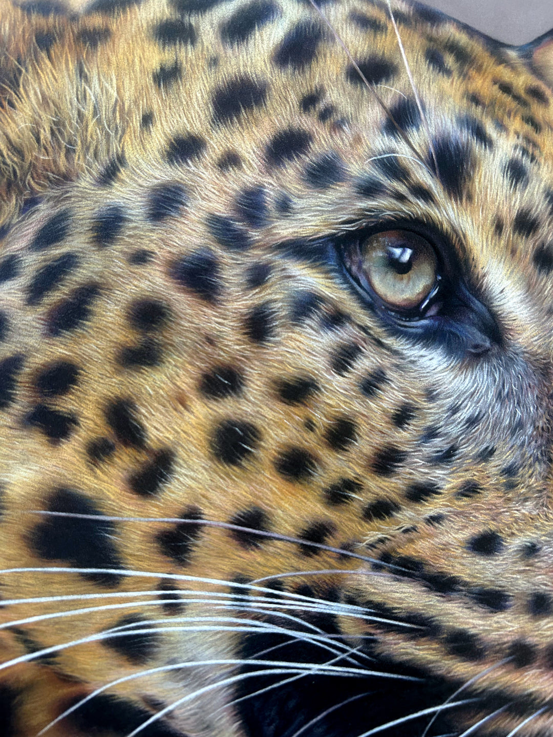 ‘Fixated’ by Jemma Worsfold, an original hyperrealistic coloured pencil wildlife portrait of Sariask, a Sri Lankan leopard, created using Faber Castell Polychromos and Derwent drawing pencils on dark grey Clairefontaine Pastelmat board. The close-up composition captures the leopard’s golden amber coat, detailed black spots, pale green-grey eyes, white whiskers and slightly open mouth with a pink tongue visible, set against a plain grey background.