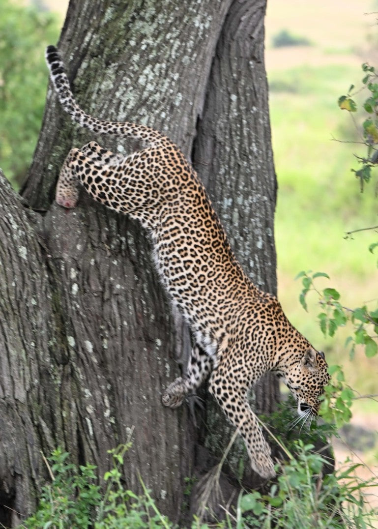 ‘Leopard Climbing Down a Tree’ by Hamish Mackie, a limited-edition bronze wildlife sculpture depicting an African leopard descending headfirst down a tall, weathered tree trunk. The leopard's muscular body, extended forelegs and curved tail capture the animal's extraordinary agility and balance. Finished in natural earthy bronze tones, the sculpture features a highly textured tree trunk mounted on a rectangular Purbeck limestone base, inspired by the artist's wildlife observations in the Serengeti.