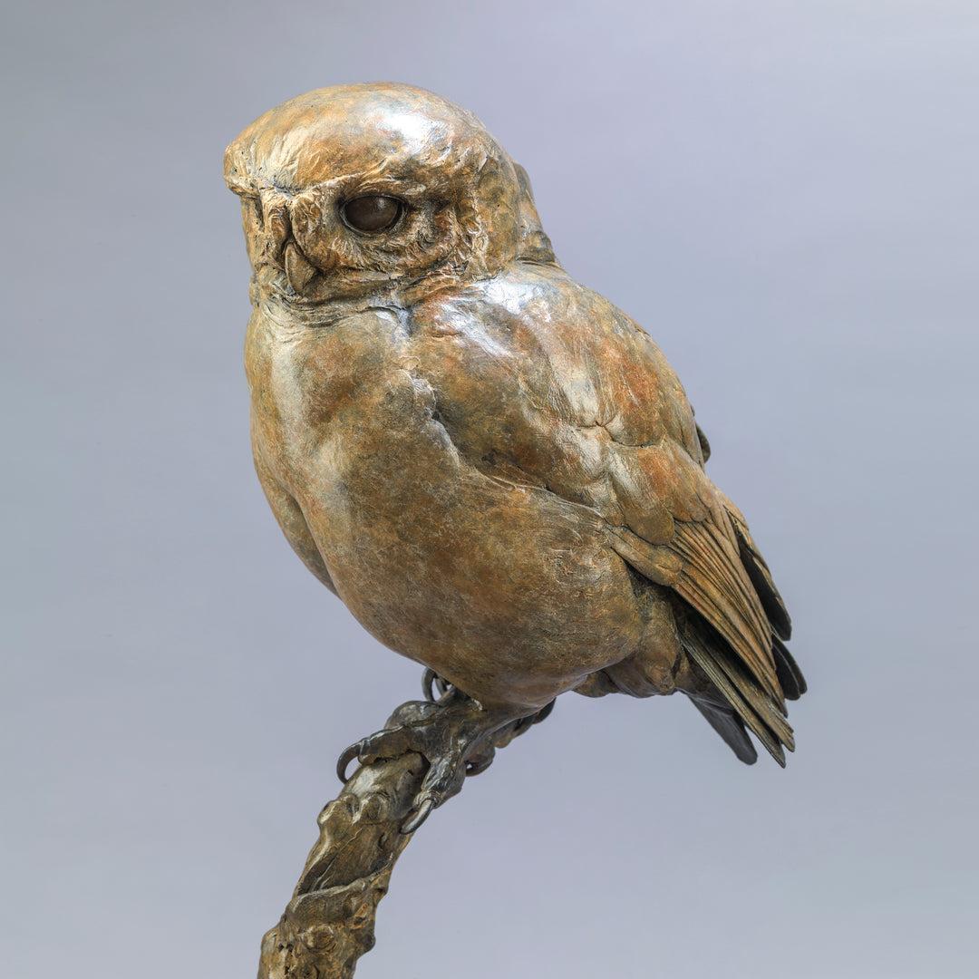 Life-size bronze of a Little Owl by Nick Bibby, perched alertly on a twisting bronze branch, with intricate feather textures and a warm multi-tonal patina that highlights the bird’s focused, characterful presence.