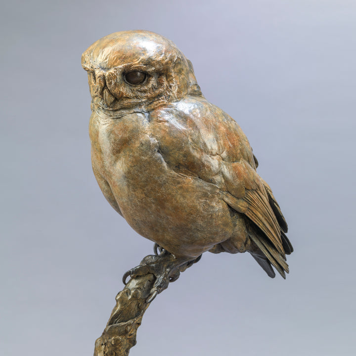 Life-size bronze of a Little Owl by Nick Bibby, perched alertly on a twisting bronze branch, with intricate feather textures and a warm multi-tonal patina that highlights the bird’s focused, characterful presence.
