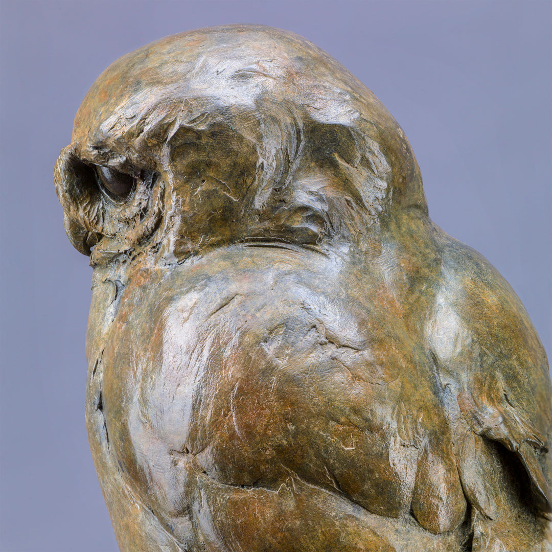 Life-size bronze of a Little Owl by Nick Bibby, perched alertly on a twisting bronze branch, with intricate feather textures and a warm multi-tonal patina that highlights the bird’s focused, characterful presence.