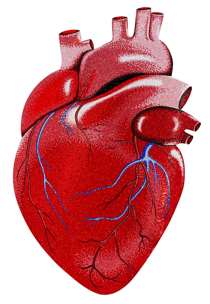 Anatomical red heart artwork with detailed veins and arteries in blue and black on a white background.
