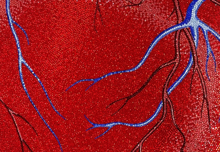 Anatomical red heart artwork with detailed veins and arteries in blue and black on a white background.