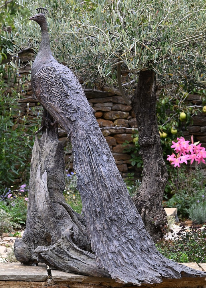 ‘Peacock Life Size’ by Hamish Mackie, a life-size limited-edition bronze bird sculpture depicting a majestic peacock standing upright on an ancient, weathered tree root. The sculpture features an elegant neck, finely textured plumage and an exceptionally long, folded tail cascading towards the ground. Finished in dark, natural bronze with intricate feather detailing, this contemporary wildlife sculpture captures the distinctive form and presence of a peacock.