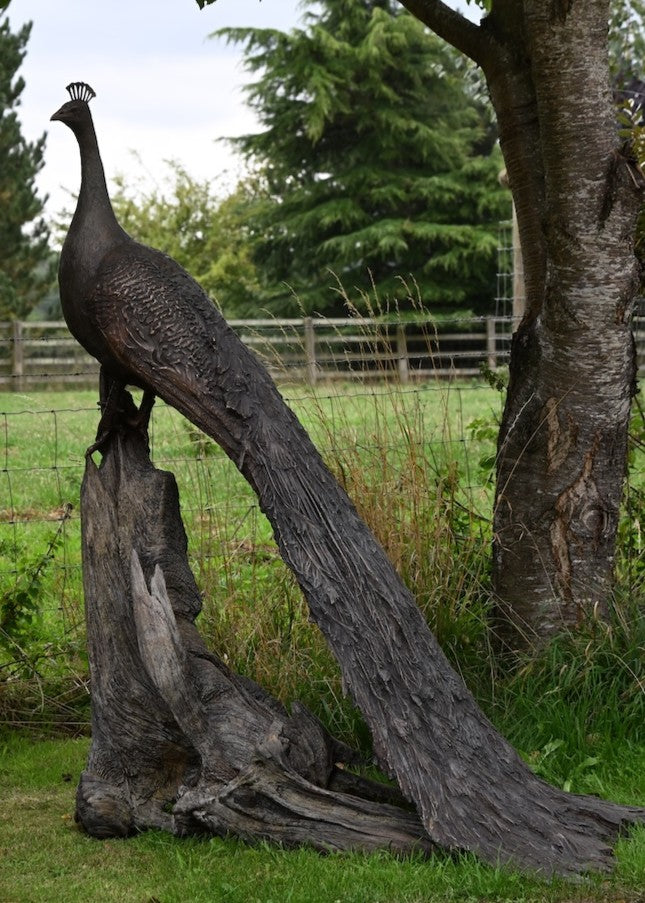 ‘Peacock Life Size’ by Hamish Mackie, a life-size limited-edition bronze bird sculpture depicting a majestic peacock standing upright on an ancient, weathered tree root. The sculpture features an elegant neck, finely textured plumage and an exceptionally long, folded tail cascading towards the ground. Finished in dark, natural bronze with intricate feather detailing, this contemporary wildlife sculpture captures the distinctive form and presence of a peacock.