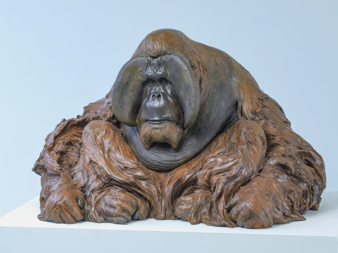 A life-size bronze portrait of a Sumatran orangutan, modelled with powerful realism and warm patinated tones, capturing the animal’s strength, intelligence and contemplative presence with remarkable sculptural depth.