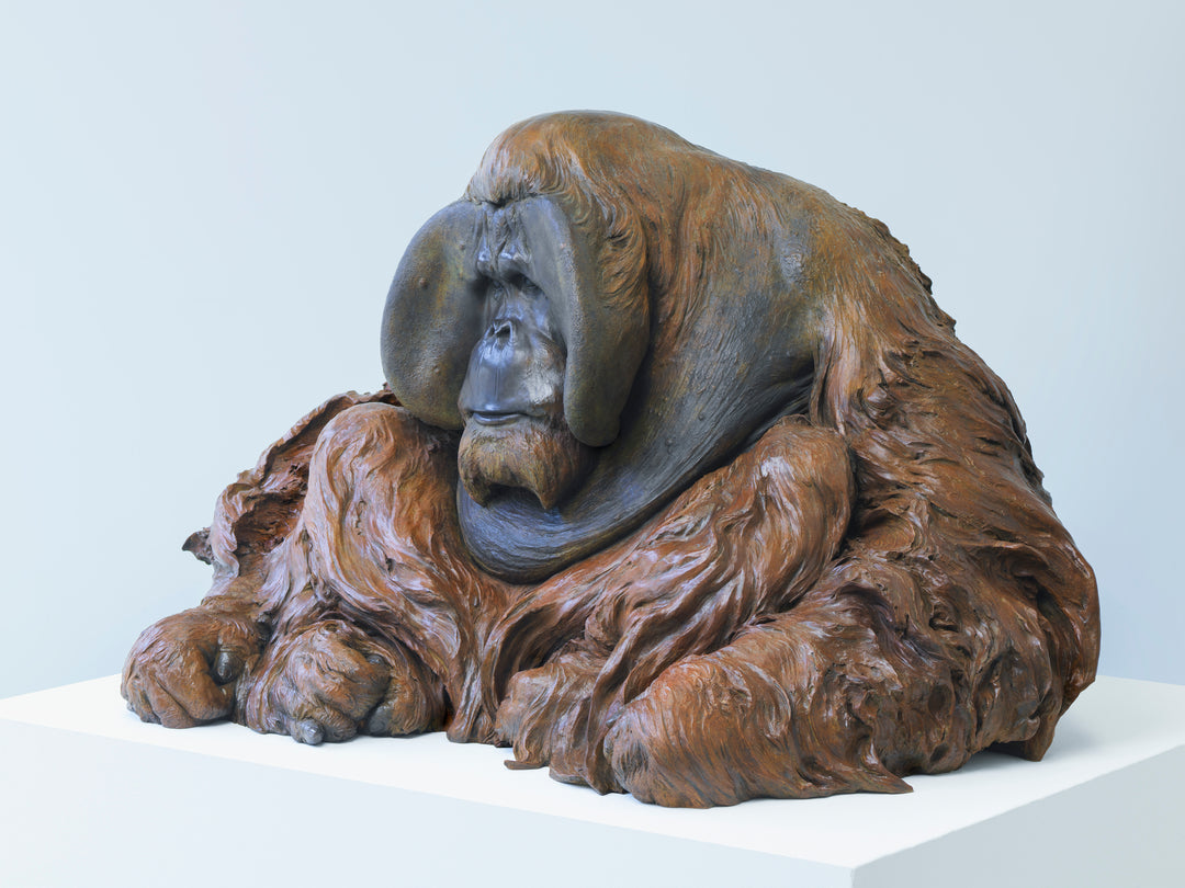 A life-size bronze portrait of a Sumatran orangutan, modelled with powerful realism and warm patinated tones, capturing the animal’s strength, intelligence and contemplative presence with remarkable sculptural depth.