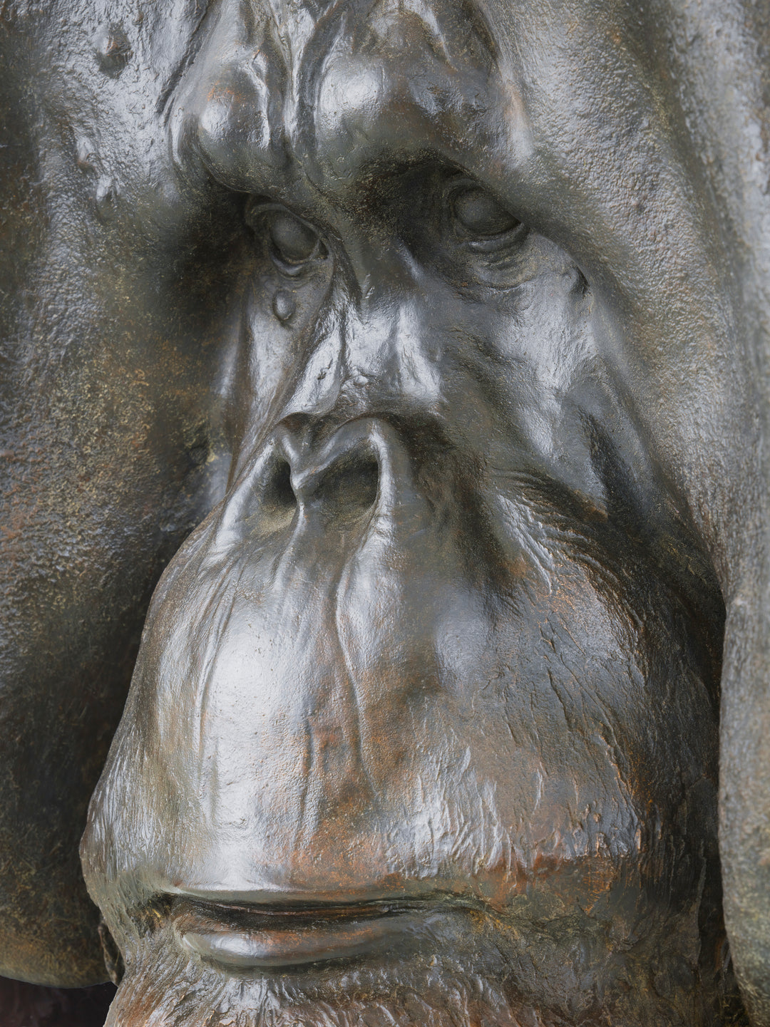 A life-size bronze portrait of a Sumatran orangutan, modelled with powerful realism and warm patinated tones, capturing the animal’s strength, intelligence and contemplative presence with remarkable sculptural depth.
