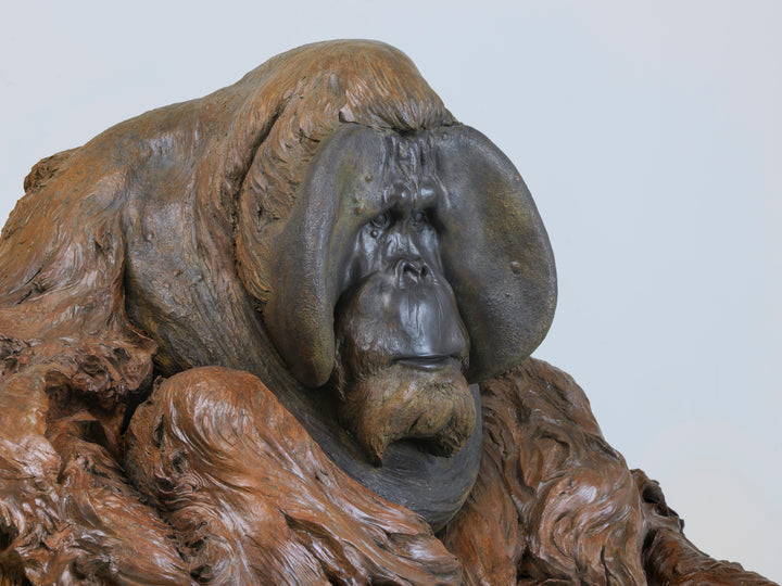 A life-size bronze portrait of a Sumatran orangutan, modelled with powerful realism and warm patinated tones, capturing the animal’s strength, intelligence and contemplative presence with remarkable sculptural depth.