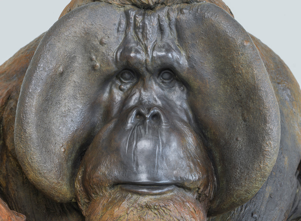 A life-size bronze portrait of a Sumatran orangutan, modelled with powerful realism and warm patinated tones, capturing the animal’s strength, intelligence and contemplative presence with remarkable sculptural depth.