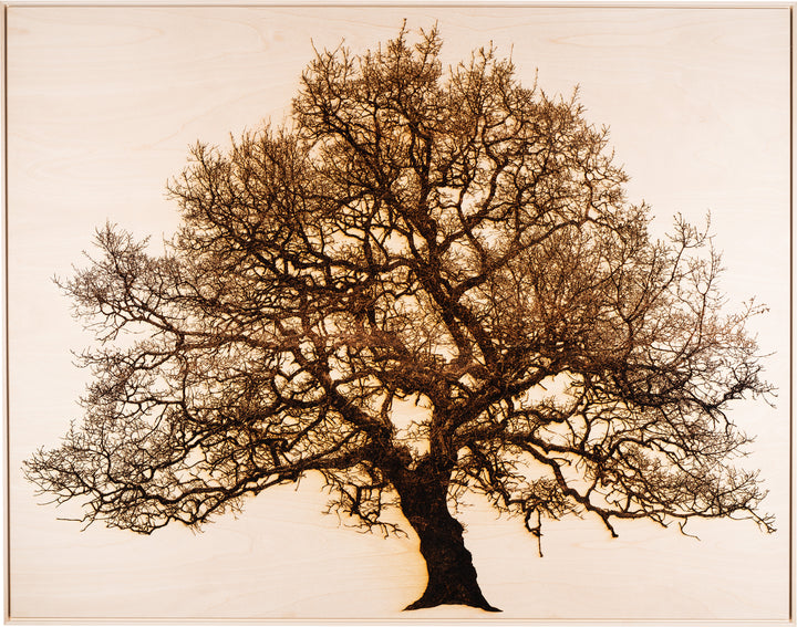 ‘Oak in Llwyn Celyn’ by Thomas Perceval, a limited-edition botanical artwork depicting a mature, moss-covered oak tree growing beside Llwyn Celyn Woods near Cardiff, Wales. Intricately etched and burnt into a natural birch wood panel, the artwork captures the tree’s thick, slightly leaning trunk, twisting branches and dense network of delicate, leafless twigs, with ferns growing along its weathered bark. Rich dark brown and black detailing contrasts against the pale cream and ivory wood grain, presented wit