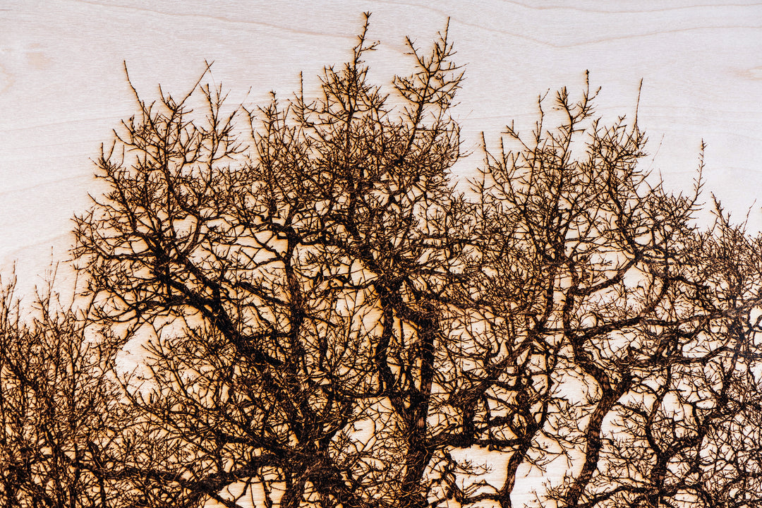 ‘Oak in Llwyn Celyn’ by Thomas Perceval, a limited-edition botanical artwork depicting a mature, moss-covered oak tree growing beside Llwyn Celyn Woods near Cardiff, Wales. Intricately etched and burnt into a natural birch wood panel, the artwork captures the tree’s thick, slightly leaning trunk, twisting branches and dense network of delicate, leafless twigs, with ferns growing along its weathered bark. Rich dark brown and black detailing contrasts against the pale cream and ivory wood grain, presented wit