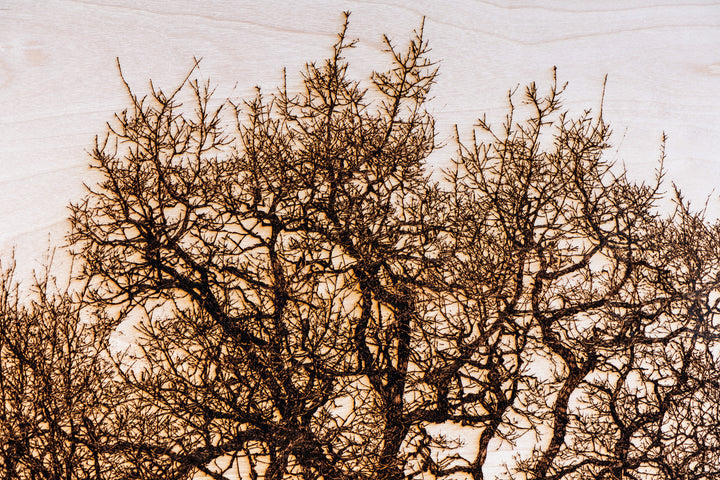 ‘Oak in Llwyn Celyn’ by Thomas Perceval, a limited-edition botanical artwork depicting a mature, moss-covered oak tree growing beside Llwyn Celyn Woods near Cardiff, Wales. Intricately etched and burnt into a natural birch wood panel, the artwork captures the tree’s thick, slightly leaning trunk, twisting branches and dense network of delicate, leafless twigs, with ferns growing along its weathered bark. Rich dark brown and black detailing contrasts against the pale cream and ivory wood grain, presented wit