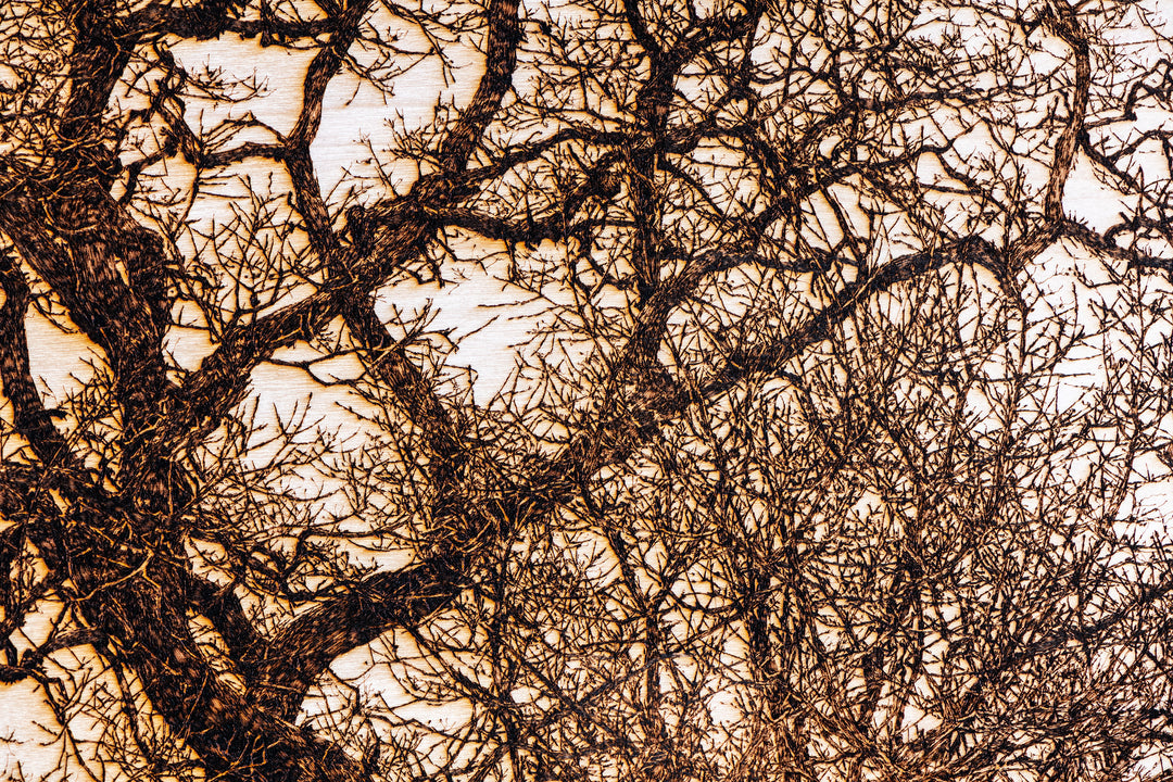 ‘Oak in Llwyn Celyn’ by Thomas Perceval, a limited-edition botanical artwork depicting a mature, moss-covered oak tree growing beside Llwyn Celyn Woods near Cardiff, Wales. Intricately etched and burnt into a natural birch wood panel, the artwork captures the tree’s thick, slightly leaning trunk, twisting branches and dense network of delicate, leafless twigs, with ferns growing along its weathered bark. Rich dark brown and black detailing contrasts against the pale cream and ivory wood grain, presented wit
