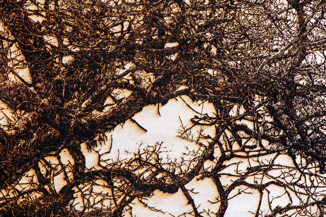 ‘Oak in Llwyn Celyn’ by Thomas Perceval, a limited-edition botanical artwork depicting a mature, moss-covered oak tree growing beside Llwyn Celyn Woods near Cardiff, Wales. Intricately etched and burnt into a natural birch wood panel, the artwork captures the tree’s thick, slightly leaning trunk, twisting branches and dense network of delicate, leafless twigs, with ferns growing along its weathered bark. Rich dark brown and black detailing contrasts against the pale cream and ivory wood grain, presented wit