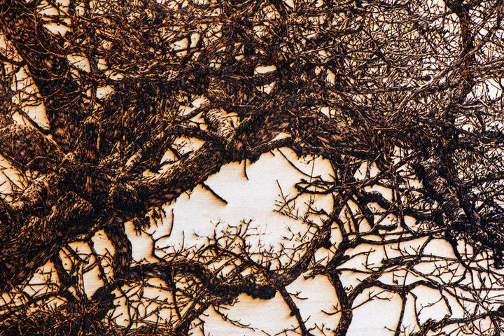 ‘Oak in Llwyn Celyn’ by Thomas Perceval, a limited-edition botanical artwork depicting a mature, moss-covered oak tree growing beside Llwyn Celyn Woods near Cardiff, Wales. Intricately etched and burnt into a natural birch wood panel, the artwork captures the tree’s thick, slightly leaning trunk, twisting branches and dense network of delicate, leafless twigs, with ferns growing along its weathered bark. Rich dark brown and black detailing contrasts against the pale cream and ivory wood grain, presented wit