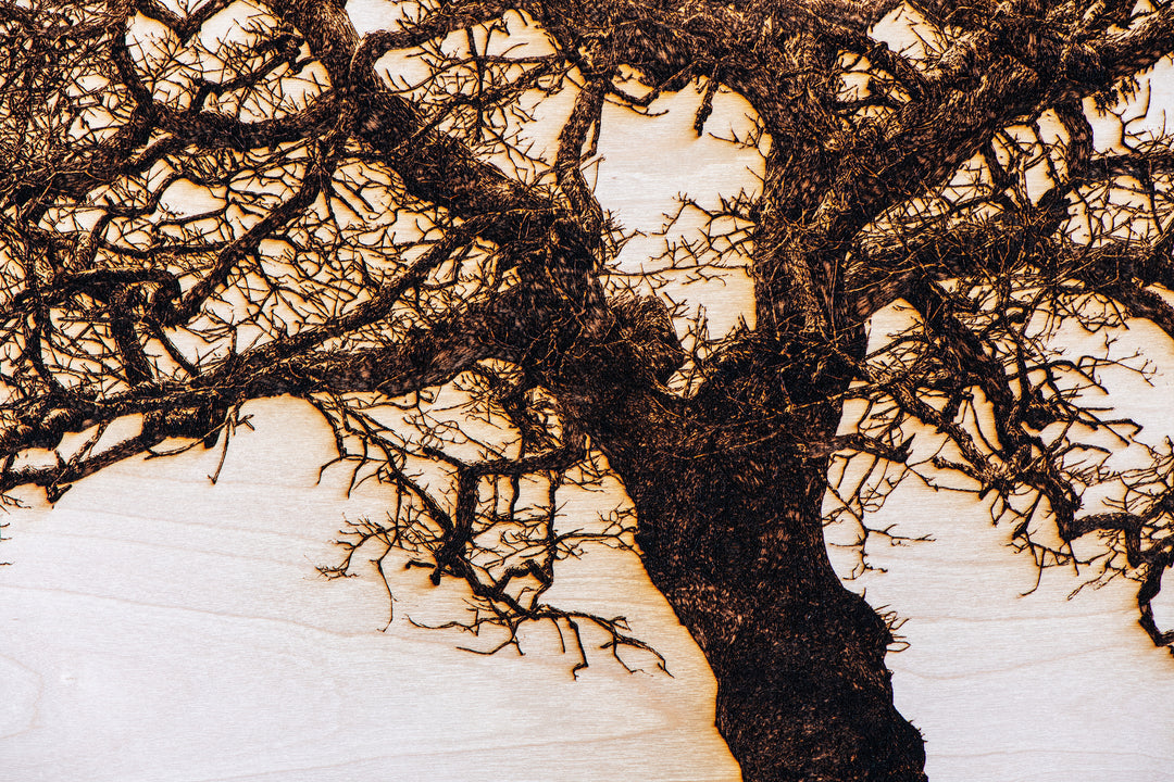 ‘Oak in Llwyn Celyn’ by Thomas Perceval, a limited-edition botanical artwork depicting a mature, moss-covered oak tree growing beside Llwyn Celyn Woods near Cardiff, Wales. Intricately etched and burnt into a natural birch wood panel, the artwork captures the tree’s thick, slightly leaning trunk, twisting branches and dense network of delicate, leafless twigs, with ferns growing along its weathered bark. Rich dark brown and black detailing contrasts against the pale cream and ivory wood grain, presented wit