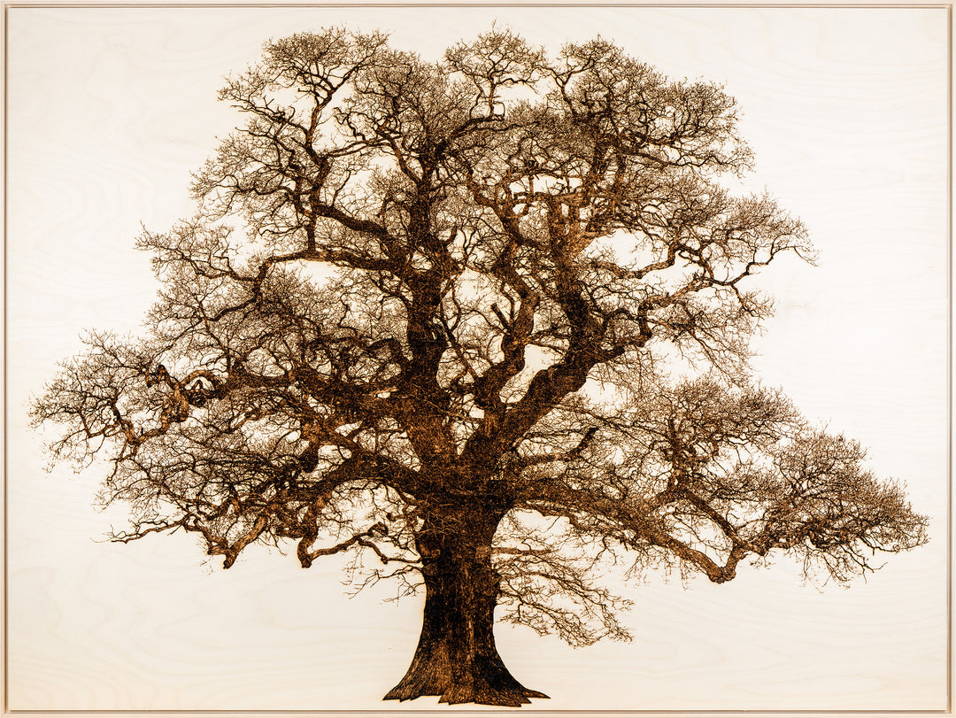 ‘Oak in Lydbury’ by Thomas Perceval, a limited-edition contemporary botanical artwork depicting a magnificent mature oak tree in Lydbury, Shropshire, near the Welsh border. Intricately etched and burnt into a natural birch wood panel, the artwork captures the tree’s powerful trunk, twisting branches and extraordinary network of fine, leafless twigs in rich dark brown against pale ivory wood grain. Presented in a natural lime wood surround frame, this large-scale landscape artwork celebrates the beauty and c