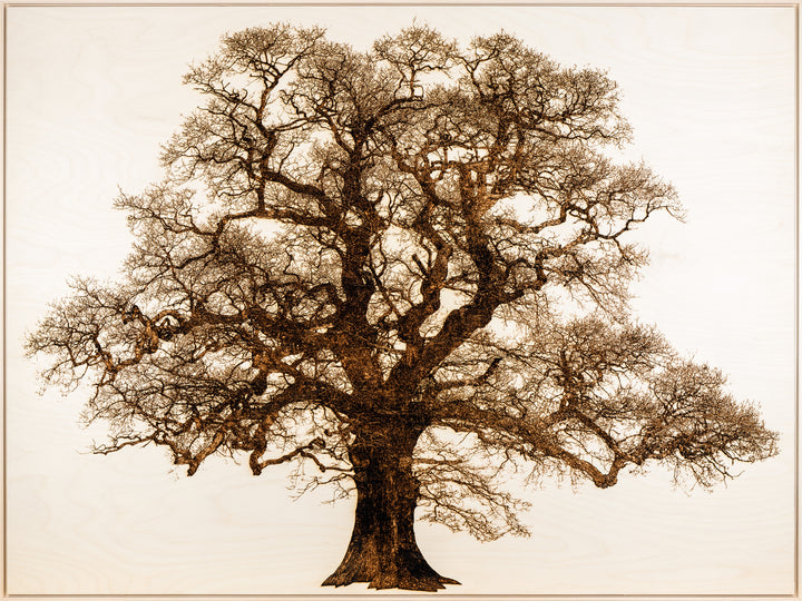 ‘Oak in Lydbury’ by Thomas Perceval, a limited-edition contemporary botanical artwork depicting a magnificent mature oak tree in Lydbury, Shropshire, near the Welsh border. Intricately etched and burnt into a natural birch wood panel, the artwork captures the tree’s powerful trunk, twisting branches and extraordinary network of fine, leafless twigs in rich dark brown against pale ivory wood grain. Presented in a natural lime wood surround frame, this large-scale landscape artwork celebrates the beauty and c