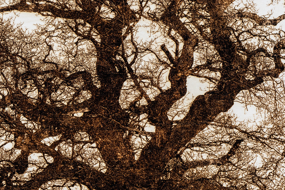 ‘Oak in Lydbury’ by Thomas Perceval, a limited-edition contemporary botanical artwork depicting a magnificent mature oak tree in Lydbury, Shropshire, near the Welsh border. Intricately etched and burnt into a natural birch wood panel, the artwork captures the tree’s powerful trunk, twisting branches and extraordinary network of fine, leafless twigs in rich dark brown against pale ivory wood grain. Presented in a natural lime wood surround frame, this large-scale landscape artwork celebrates the beauty and c